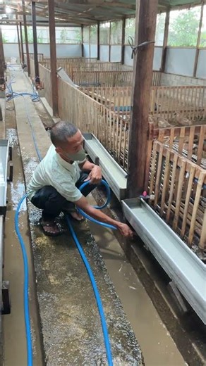 Simple Duck Coop Cleaning Routine on the Farm