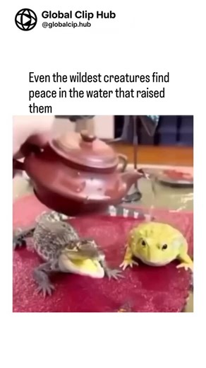 Global CLIP HUB on Instagram: "Baby crocodiles may look fierce, but moments like these show just how gentle their instincts can be. When they’re splashed with water, it isn’t only play — it’s a natural behavior rooted in survival. The cool water helps regulate their body temperature, preventing them from overheating under the sun. Their skin is incredibly sensitive, so even light splashes stimulate their senses the way rainfall or flowing river currents would in the wild. For hatchlings, water i