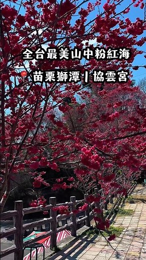 苗栗·獅潭｜協雲宮櫻花步道