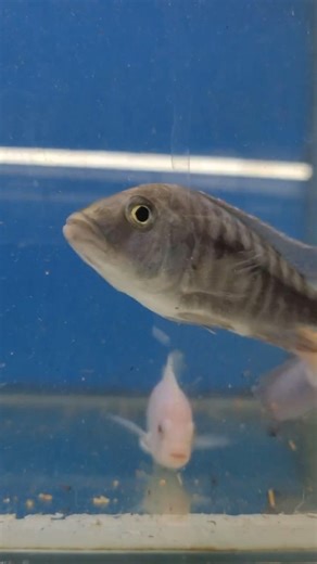 Most Aggressive Fish in the Tank? 👿#shorts #fish #chichlid #africanchild #cichlid #worldfish