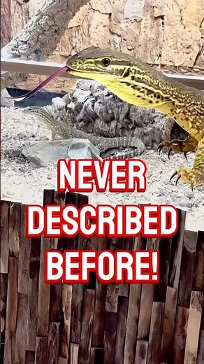This Lizard's Tail Trick Will Blow Your Mind #animalintelligence #wildlife