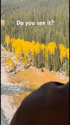 The Pilot Went Silent After This (Bigfoot Sighting)