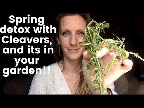 CLEAVERS identification, aka sticky weed, goose grass. Tutorial.How to find cleavers, Galium aparine