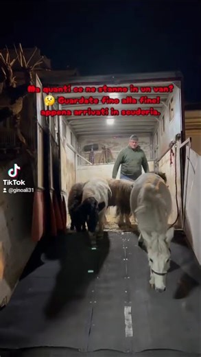 #horse #minihorse #mylitlepony #falabella #miniaturehorse #miniaturehorses #pony #farming #minipony