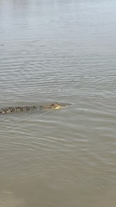35K views · 1.5K reactions | Candy’s on patrol  A young male Saltwater Crocodile nearly paid for its curiosity this afternoon. Candy is the smaller of the two, but she’s got quite the attitude.. and a 700kg boyfriend to back her up. Adelaide River Top End NT | Wildman Adventures | Facebook