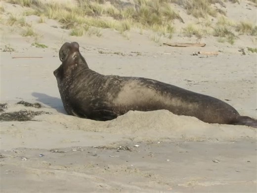 Elephant Seal - Bull Vocalizing on Limantour Beach - February 7, 2021 - Point Reyes National Seashore