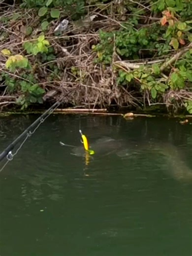 catfishing with Lure is very cool. #fishing #catfishing #live