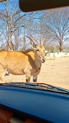 eland エランド #群馬サファリパーク #エランド #eland