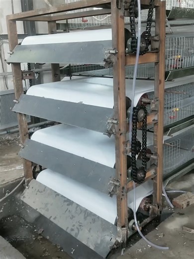 Professional construction of chicken farms, automatic manure removal machines, on-site installation. #PoultryFarm #chickenfarm #chickenfarming #ChickenCoopCleaning #CleaningMachine #SmartFarming #manureremoval #chickencage #layercage #automatic #chickencoop #chickencoopdesign #chickencoopbuilds #Nigeria #Ghana #Algeria #SouthAfrica #Uganda #Kenya