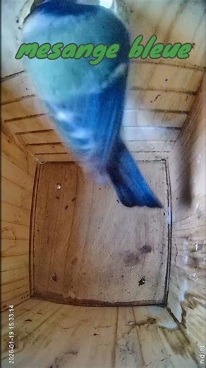 Les oiseaux du jardin 🐦🏡visite mésange bleue 19 janvier #Oiseaux #jardin #birds #nature #nid #nest