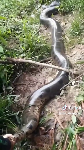 Captivating Python Encounter in a Lush Jungle