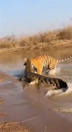 Who Is the Hunter? Crocodile Ambush Fails and Get Flung Out of Territory by Angry Mom