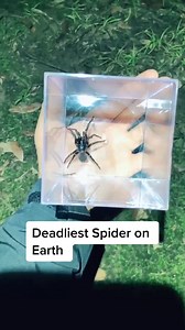 Holding the most dangerous spider 🕷️ #funnelwebspider #spider #venomous #bravewilderness | Brave Wilderness