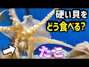 タコが生きた貝を食べる方法がスゴイ…