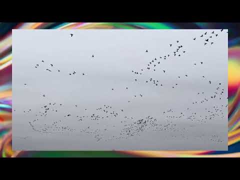 Seasonal Flight Patterns