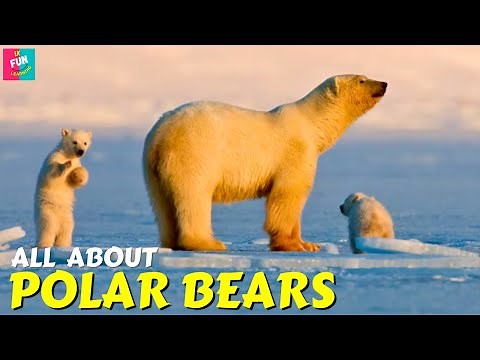 Polar Bears For Kids - Fun Learning