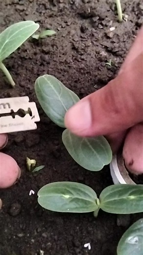grafting best techniques #grafting #farming #agriculture #satisfying #fyp