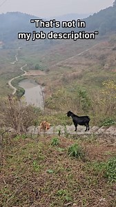 Hooman send a border collie to help! | Barked