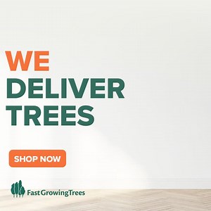 We hear mangoes 🥭 taste better when they're from your own backyard. Don't believe us? Get your own mango tree and see for yourself! Every tree is backed by our 1-year Alive and Thrive™ Guarantee. | Fast Growing Trees