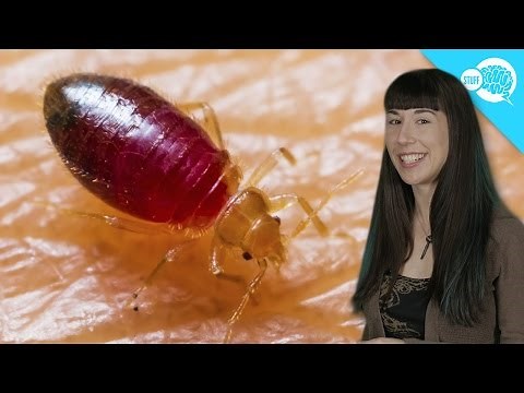 How Do Bed Bugs Work?
