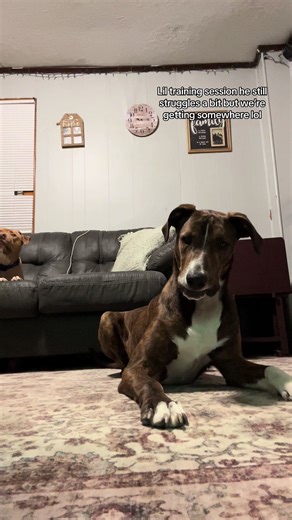 Also Axel got a lil training session too lol but he’s a lot older so he doesn’t know as much and doesn’t like learning the new things much lol but he’s does know paw and I taught them to do paws in 😂 we all have our hands in the middle lol but enjoy coco training session #coco #training #tricks #dogtraining #fyp