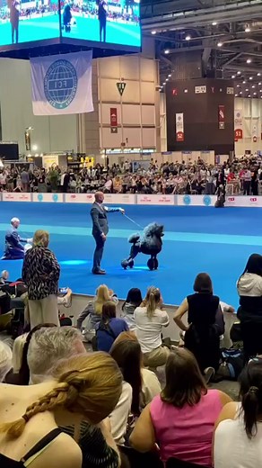Chris Christensen at the World Dog Show Geneva!🇨🇭❤️🐩🎉🎉🎉🎉🎉🎉 | Chris Christensen Systems
