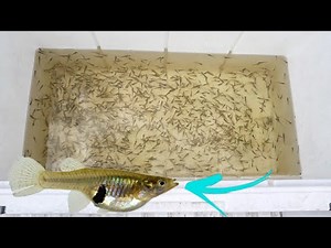 MOST Mosquito Fish EVER CAUGHT!