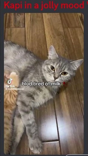 You Laugh You Lose Christmas Dinner #shorts