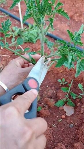 This video captures pruning a young tomato plant for better growth #shorts