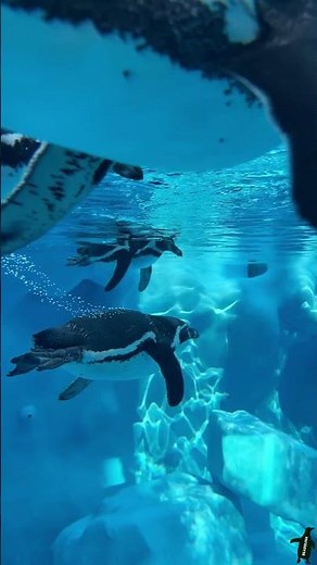 Gentoo Penguins Move Like Underwater Torpedoes! #animallovers #wildlifewonders