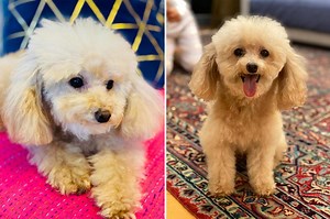 Dog mauled to death at Buddy’s Dog Den in NYC, lawsuit says