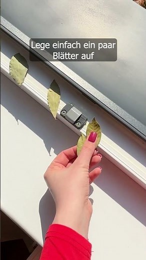 Flies in the house? This home remedy trick helps immediately at the window.