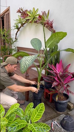 Bromeliad Trunk! Rustic Decor Idea! 🪵🌿#gardening #diy #refugiogreen