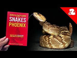 We Made an Easy Snake ID Guide for Everyone