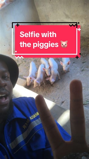 Heartwarming Moments in Zambian Pig Farming