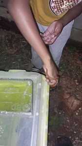 Baby brown house snake kept striking. It was scared. | Snake Rescue With Kingfrey and Family