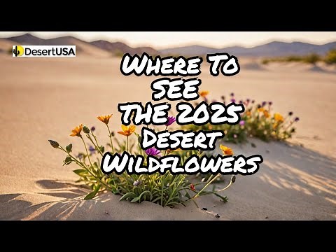 2025 Desert Wildflowers: When and Where to See the Bloom