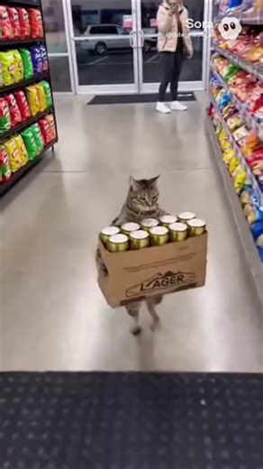 Cat Caught Stealing a Case of Beer?! 🍺🐾 #ai #cat #funny #memes #sora2 #shorts #cute #cutecat