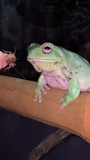 You have witnessed #vore… #fyp #frog #foryou #frogsontiktok