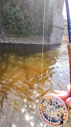 #fyp #shorts #fishing #steelhead #wisconsin #chrome #fish #trout #troutfishing #spawning #midwest