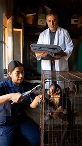 8.5K views · 35 reactions | Abused Monkey Finally Set Free After Years of Suffering This video was produced by Network Media and Blue-X Studio | Simulated Reality | Facebook