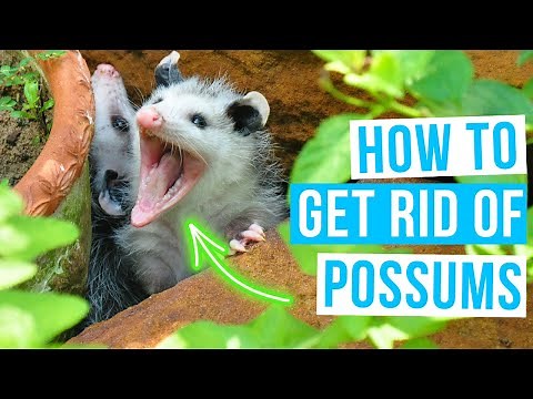 How to GET RID OF POSSUMS | Home remedies