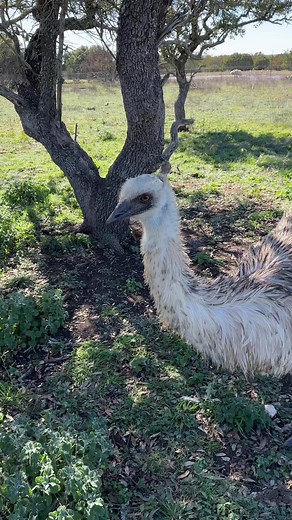 Raising emus. It’s laying season here. We have standard pairs and blonde pairs laying now. #emu #dinosaurbird #ranchlife | Big Bucks Ranch