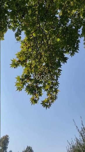 Shocking truth about Photosynthesis, Revealed in 60 Seconds!