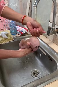 481K views · 4.7K reactions | Adorable baby monkey feeling lovely that mummy take care and sharing food to eating delicious | Abhinandan Aashik | Facebook