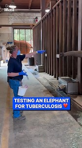1.3M views · 10K reactions | Kind woman tests brave elephant for tuberculosis | Daily Mail Animals | Facebook