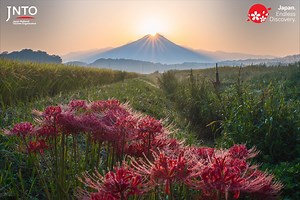 The San'in region consists of Tottori and Shimane prefectures, Mt. Daisen stands tall against the skyline south of Yonago City. It can be seen as far away as Matsue and adds a true natural beauty to the scenery of the area. However, it is not just the natural beauty of Mt. Daisen that appeals to people. It also has a long history as a center of faith in San’in. Midway up the mountain is Daisenji Temple. It has a wonderful collection of Buddhist artwork that is available for viewing. From there, 