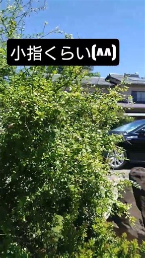 uni農園 第6圃場 フィンガーライムの様子