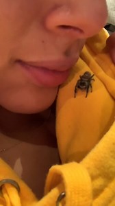 Do you believe that these babies can feel? #spiders #lifeisgood #itsthelittlethings #jumpingspiders | Spider Facts