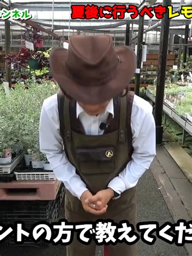 レモン夏後の管理肥料剪定実の管理を必ず行なってください園芸超人カーメン君ガーデニング初心者 - 12